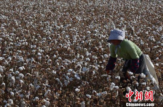 新疆气温骤降棉农抢收棉花|新疆|棉花