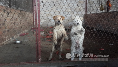 记者25日下午再次到批发场时，这两只小狗已不见了踪影。