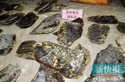 ■色彩绚烂的玳瑁背甲盾片常被加工成高档饰品。