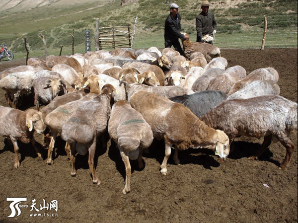 刚剪过羊毛的优质种公畜（绵羊）