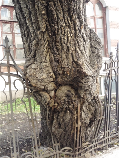 栅栏扎得我好疼