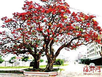 这个冬天刺桐花树将点靓莆田|树木|枯枝