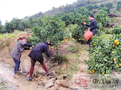 市民到果园采摘新鲜广柑。