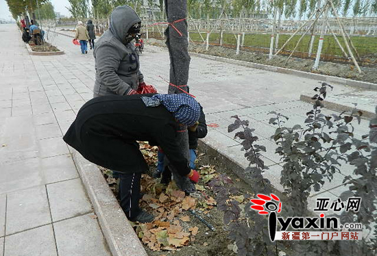 园林工人在给树木包裹厚厚的棉布毡子。