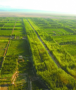 柯柯牙防沙治沙绿化工程.