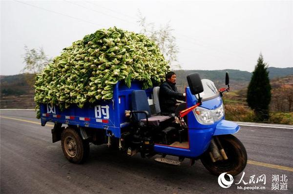 图为村民们收获腊菜和统香公司收购腊菜时的情景。