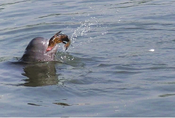 保护江豚,环保部“叫停”5亿元工程|长江|航道局_凤凰资讯