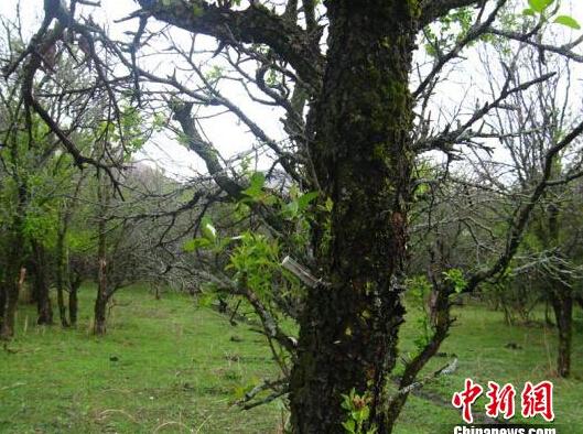 资料图：分布在新疆新源县的10万亩野苹果林正在遭遇小吉丁虫并威胁，果树大面积枯死。