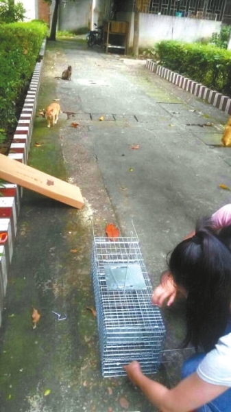 ③志愿者在诱捕流浪猫。