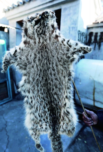 门头沟农户 豹猫剥皮卖