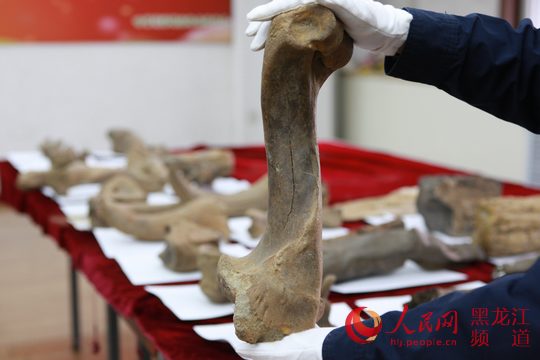 哈尔滨海关查获26件古生物化石 均为黑龙江省