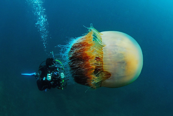 图中向人们展示了一只巨大的“野村水母”，这是巴西摄影师露西娅·特瑞在日本越前海岸潜水时拍摄的。