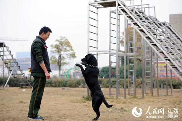 本网后续:铁打的营盘流水的兵 搜救犬黑豹迎