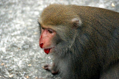 雄猴被打至口鼻冒血。“东森新闻云”