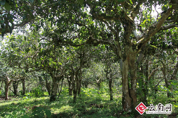 贺开古茶山村寨茶园风光.