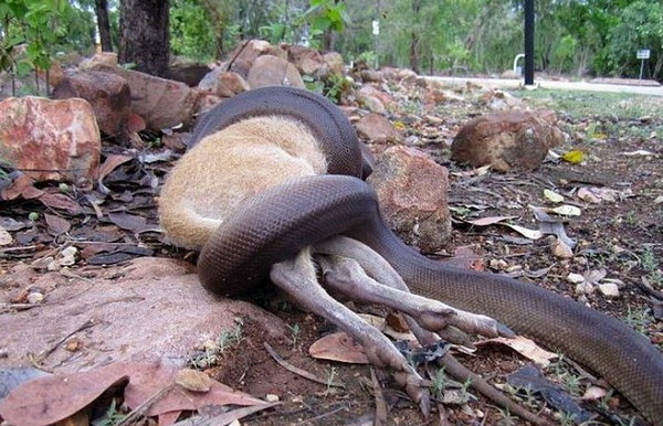 澳洲巨蟒吞下整只小袋鼠(图)|袋鼠|巨蟒