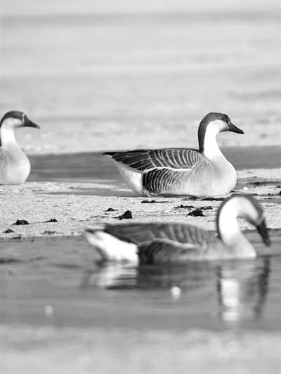 　　迁徙鸿雁留浑河边过冬。 新华社发