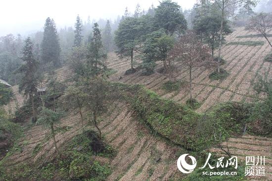 雅安雨城:种植重楼促农增收 到2018年将达300