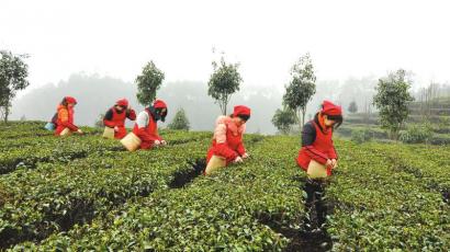 采茶的姑娘在茶山上忙碌着 周瑜原 摄