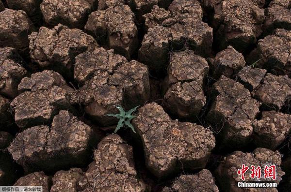 巴西发生85年来最严重旱灾 土地成片裂开|巴西