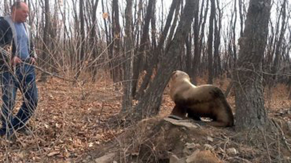 俄罗斯一户人家在树林中散步时，竟发现了一只海狮（网页截图）