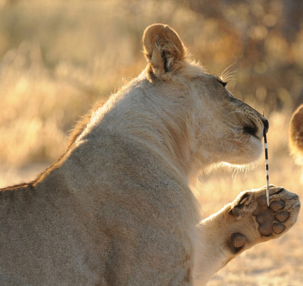 　　一只年幼的狮子在南非沙漠中试图将豪猪当午餐，却被豪猪的尖刺刺穿鼻子。（网页截图）