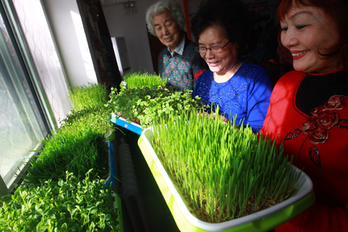 西长街街道府右街南社区的居民在展示自己种植的芽菜