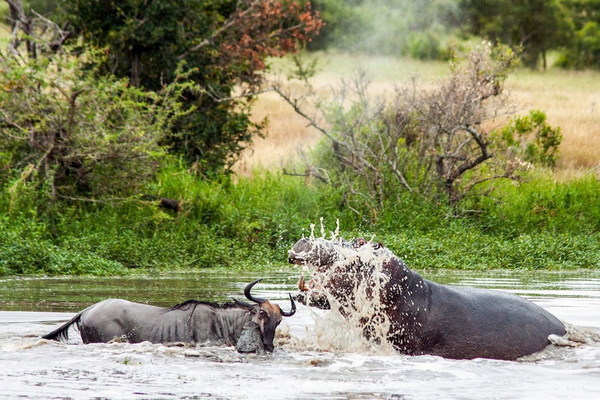 南非河中爆发动物大战 河马帮鳄鱼杀戮牛羚(组