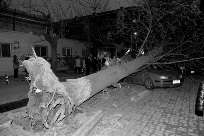 北京大风拔起两棵树砸毁两辆轿车(图)