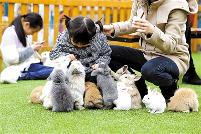 小朋友在动物幼儿园内与小兔子玩耍.受访者供图