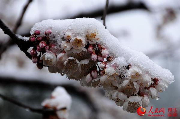 图为一大早拍花雪赏花雪人们。