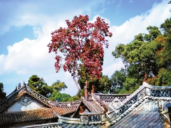 古茶花树“山茶流红”