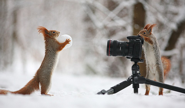 图中左侧松鼠保持身体直立，前爪还托着雪球，在相机前摆好姿势。（网页截图）