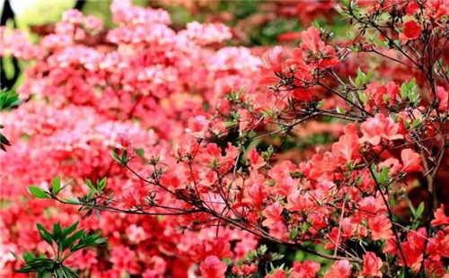 合肥首届樱花节将开幕,合肥赏樱还有哪些好去