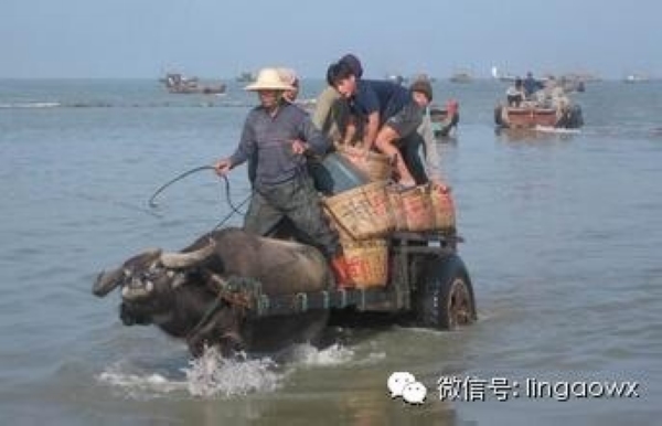 牛车过海(网友供图)