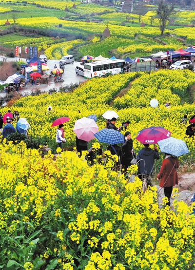 江西婺源油菜花又开