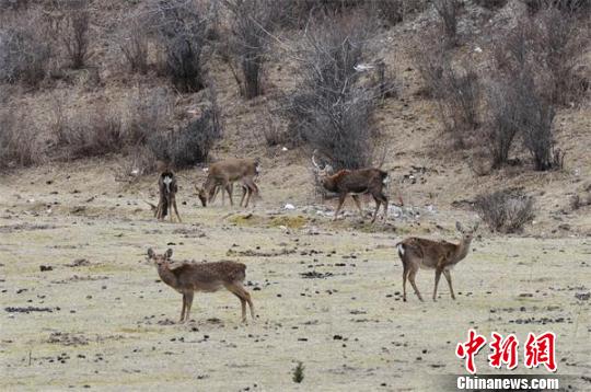 梅花鹿在山坡上悠然自得的吃草 安源 摄