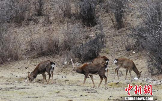 梅花鹿在山坡上悠然自得的吃草 安源 摄
