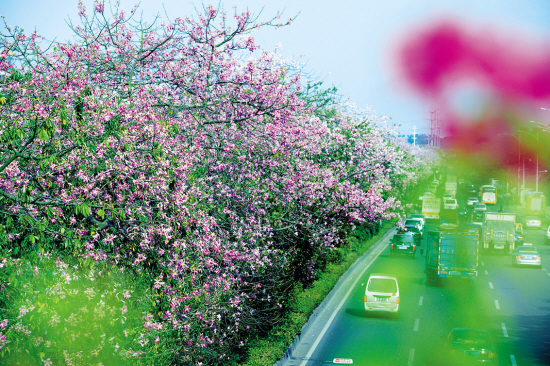 新滘路美丽的异木棉花 邓勃 摄(资料图片)