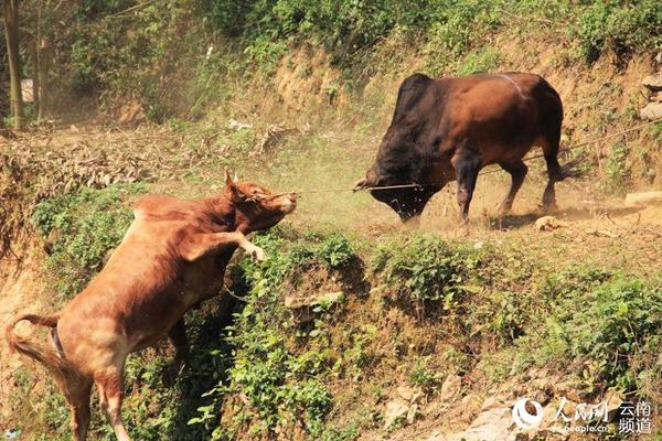 面对突如其来的对手-候场公牛准备不足-被步步紧逼后后蹄踩空。摄影：薛丹