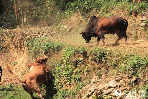 踩空的候场公牛从山上滚落。摄影:薛丹