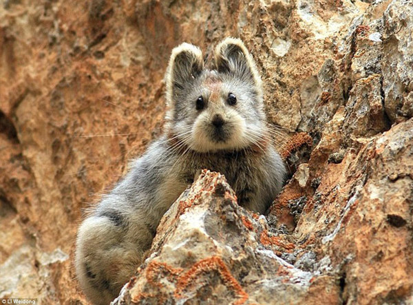 萌物：伊犁鼠兔是世界珍稀动物之一。日前，这一天然萌物再次在中国新疆被发现。（图片来源：《每日邮报》）
