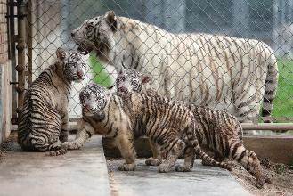 快来给白虎三兄妹起名|小老虎|孟加拉虎