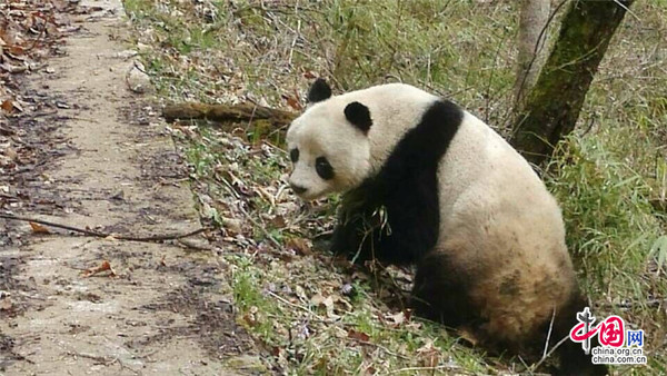 陕西佛坪:邂逅野生大熊猫 村民留"倩影"(图)