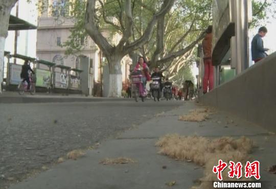图为法桐飘絮给出行市民造成不便。 田雯 摄