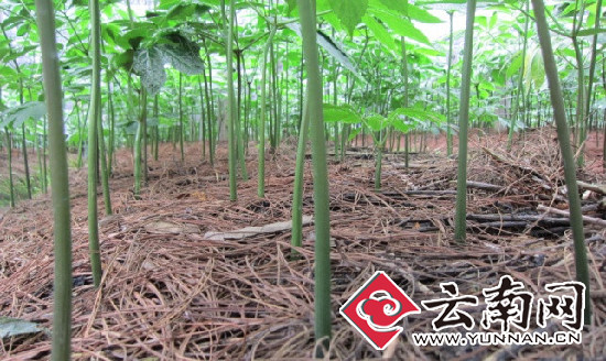 新型社会化服务促进中药材产业发展