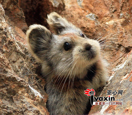 近日在一个观测点拍摄到的伊犁鼠兔。图由李维东提供