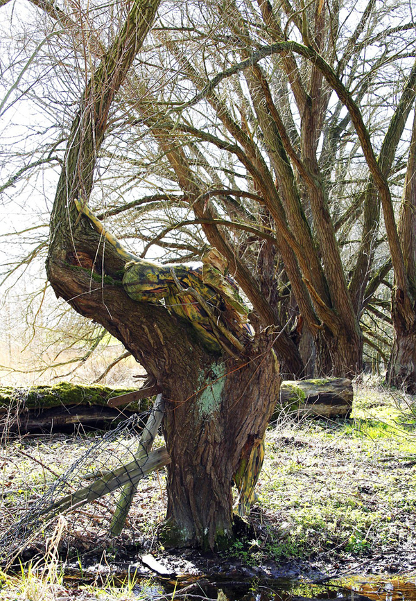 神奇"隐身术":人体彩绘与自然完美融合(高清组图)|人体彩绘|绘画_凤凰资讯