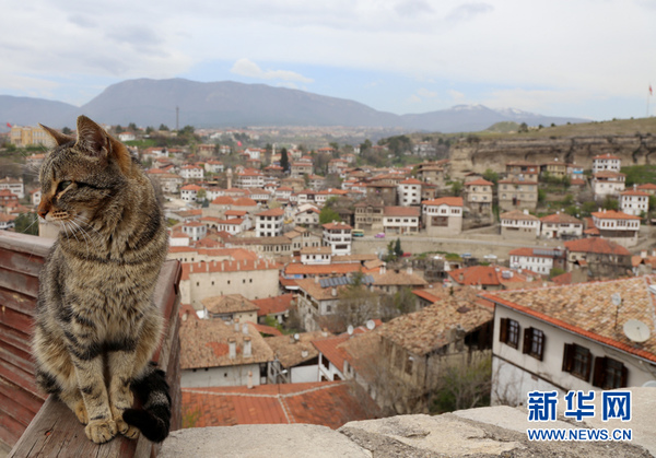 图为一只猫咪站在观景台上，身后是美丽的奥斯曼古镇。新华网记者　邹乐　摄