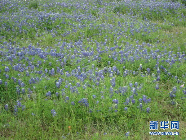 高速公路旁迷人的蓝帽花。新华网发 张永兴 摄